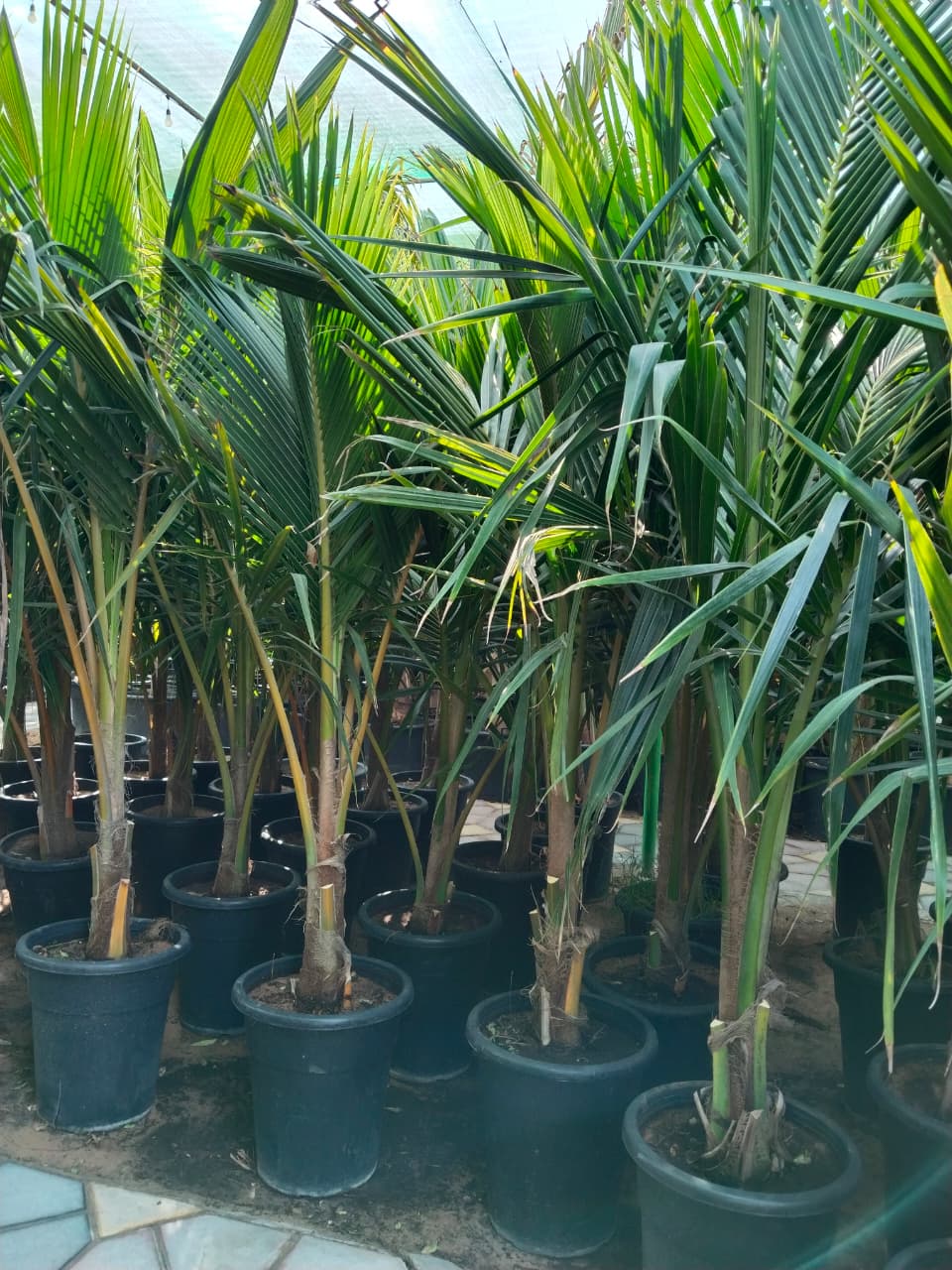 Whatsapp Image 2026 09 25 At 9 48 50 Pm – Prime Date Palm Trees UAE